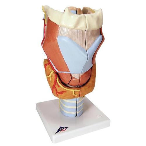 3B Scientific Larynx, 2-times size, 7-part