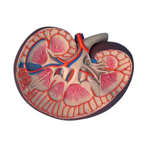 [18763-01] 3B Scientific Basic version kidney section, 3-times size