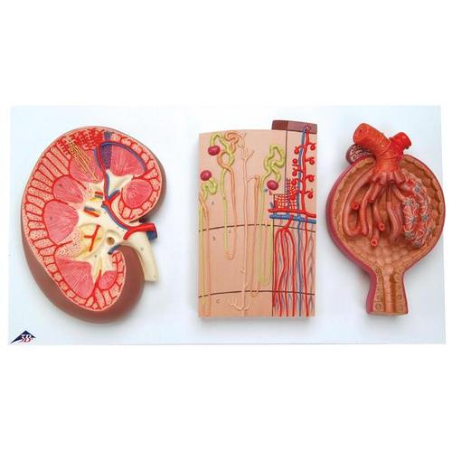 3B Scientific Kidney section, nephron, blood vessels and renal corpuscle
