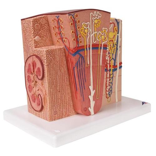 [18767-01] 3B Scientific Microanatomy Kidney