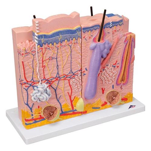 3B Scientific Skin model 3-part 80-times size