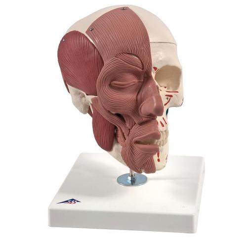 3B Scientific Skull with facial musculature