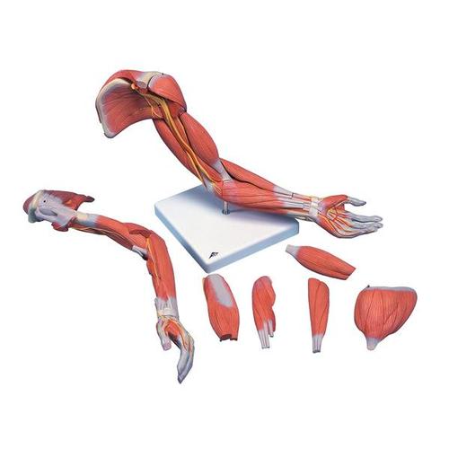 3B Scientific Muscle arm 6-part