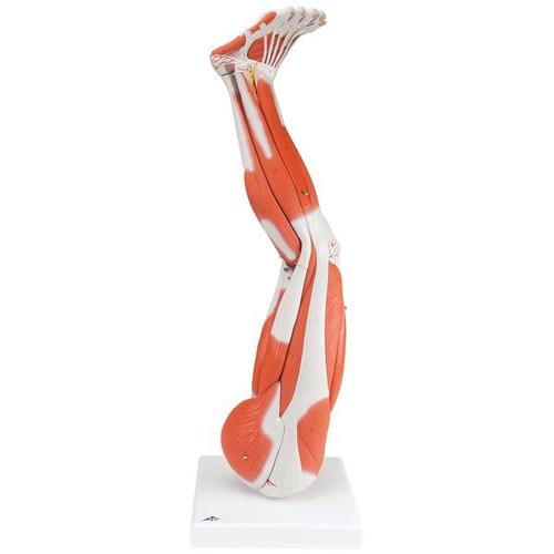 3B Scientific Muscle leg 9-part