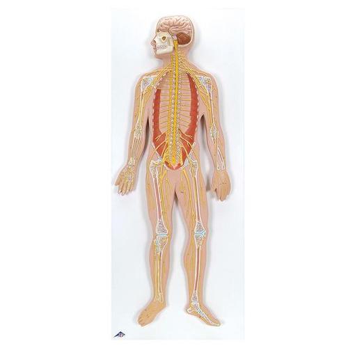 3B Scientific Nervensystem Reliefmodell 1/2 natürliche Größe