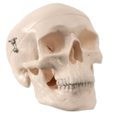 3B Scientific Mini skull 3-part