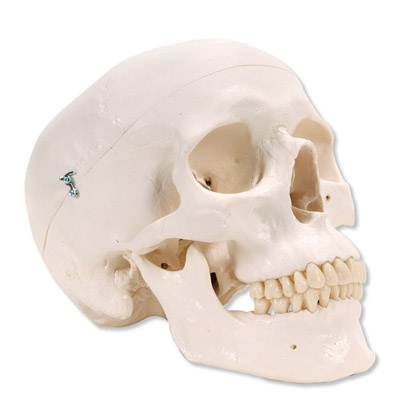 [18798-01] 3B Scientific Classic skull 3-part