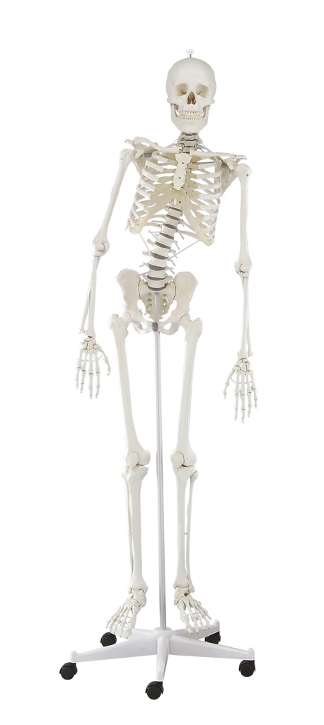ERLERZIMMER Skelett Hugo mit beweglicher Wirbelsäule 176 cm