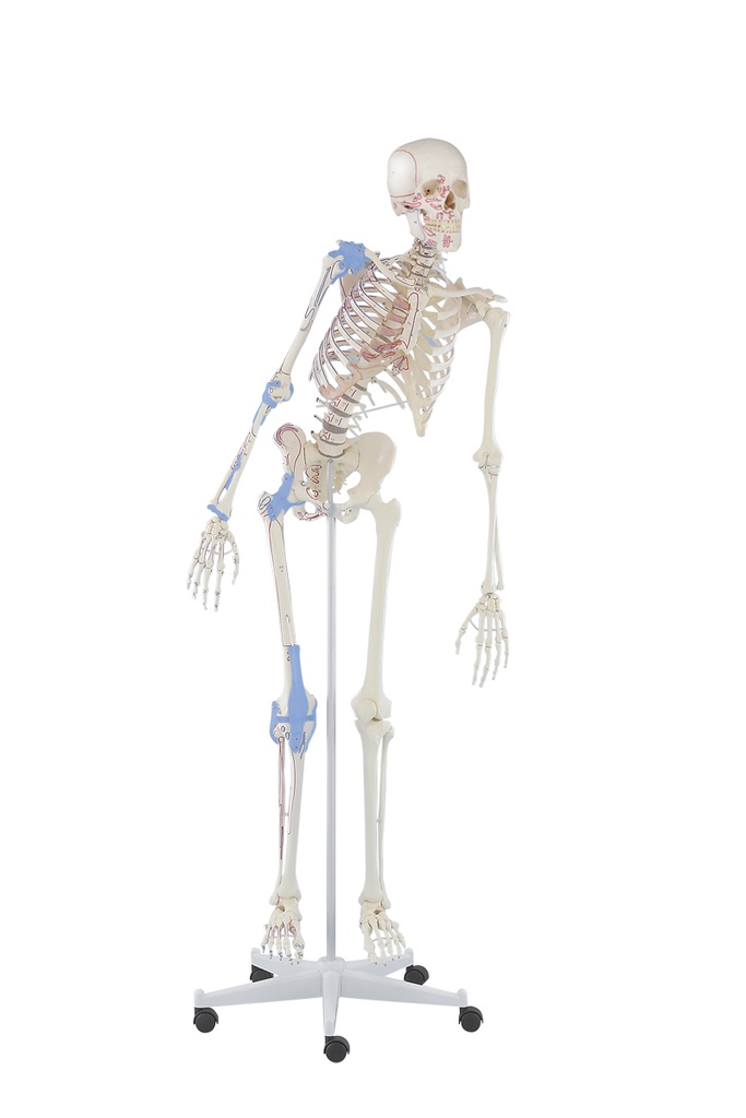 ERLERZIMMER Skeleton Max flexible, with Muscle Markings and Ligaments