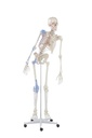 ERLERZIMMER Skelett Max beweglich, mit Muskelmarkierungen und Bandapparat