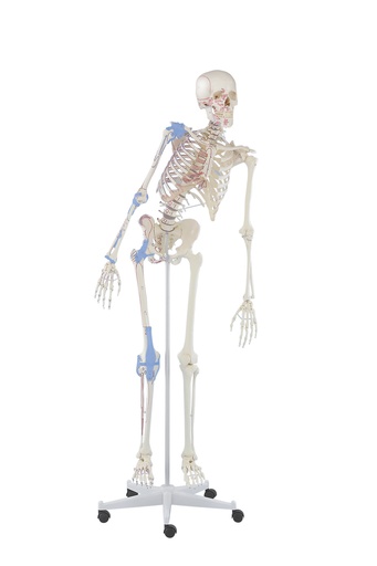 [20257-01] ERLERZIMMER Skeleton Max flexible, with Muscle Markings and Ligaments