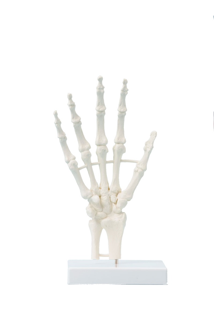 ERLERZIMMER Hand Skeleton