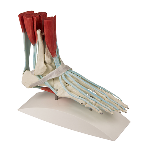 [20262-01] ERLERZIMMER Foot Skeleton with Ligaments