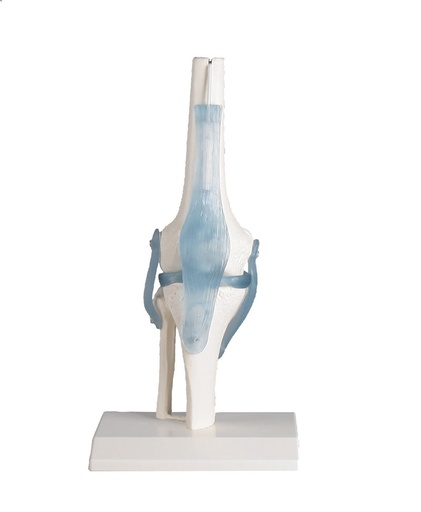 [20264-01] ERLERZIMMER Knee Joint with Ligaments and Stand