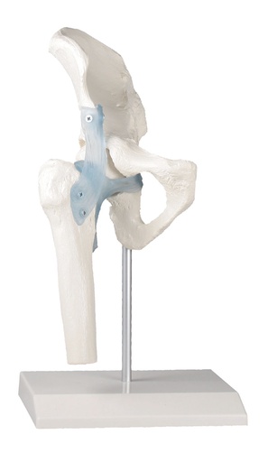 [20265-01] ERLERZIMMER Hip Joint with Ligaments and Stand
