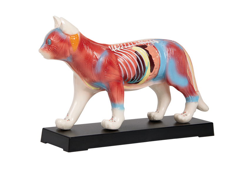 ERLERZIMMER Acupuncture Cat Model