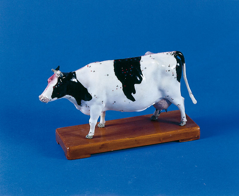 ERLERZIMMER Acupuncture Cow Model