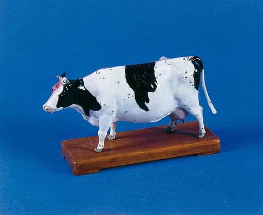 [20323-01] ERLERZIMMER Acupuncture Cow Model