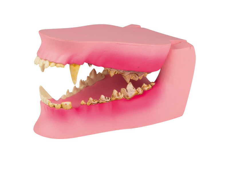 ERLERZIMMER Dog Jaw Model healthy/diseased
