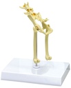 ERLERZIMMER Cat Pelvis Model