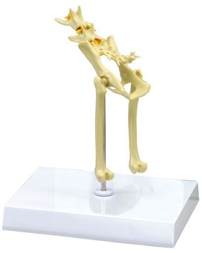 [20332-01] ERLERZIMMER Cat Pelvis Model