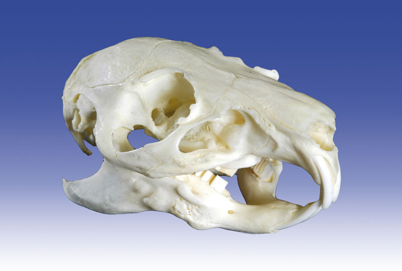 ERLERZIMMER Guinea Pig Skull