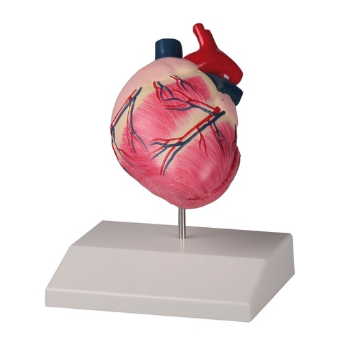 [20335-01] ERLERZIMMER Dog Heart in natural size