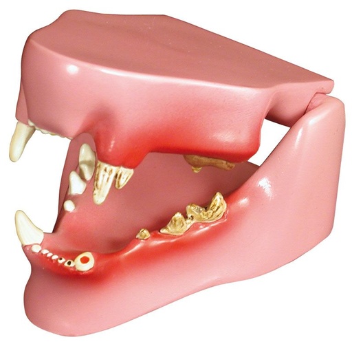 [20338-01] ERLERZIMMER Cat Jaw Model
