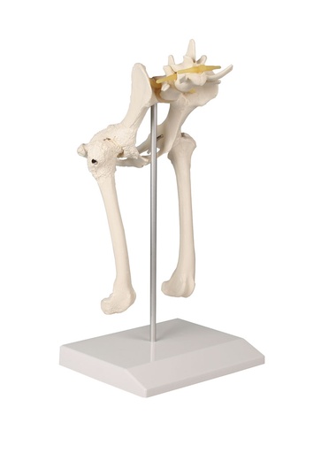 [20340-01] ERLERZIMMER Dog Hip Model