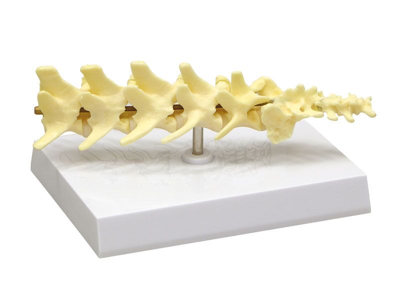 ERLERZIMMER Hundewirbelsäule Modell