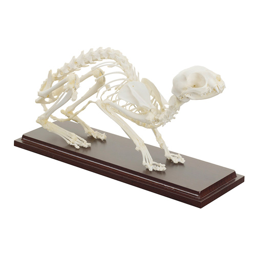 [20414-01] HEINESCIENTIFIC Cat skeleton made of natural bones, not dismountable