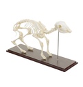 HEINESCIENTIFIC Skeleton model of a real sheep
