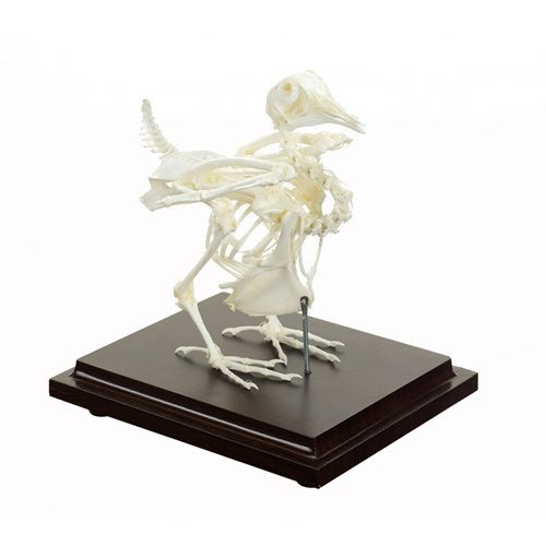 HEINESCIENTIFIC Skeleton of a pigeon