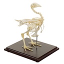 HEINESCIENTIFIC Chicken skeleton made of real bones