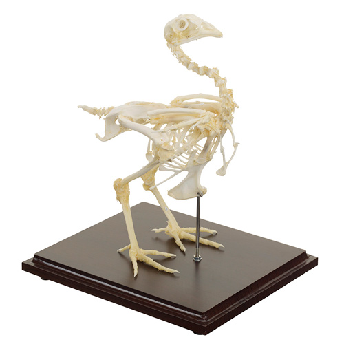 [20420-01] HEINESCIENTIFIC Chicken skeleton made of real bones