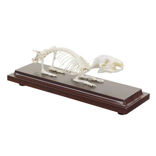[20422-01] HEINESCIENTIFIC Skeleton model of a guinea pig