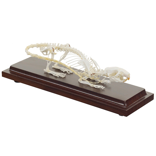 [20423-01] HEINESCIENTIFIC Real model of a rat skeleton