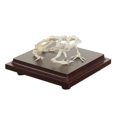 [20424-01] HEINESCIENTIFIC Real frog skeleton