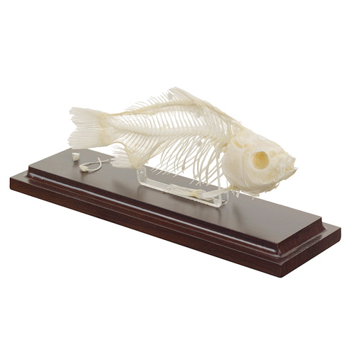 HEINESCIENTIFIC Fischskelett aus natürlichen Knochen