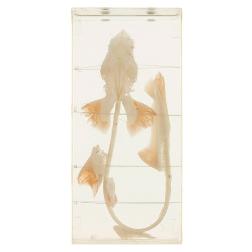 [20427-01] HEINESCIENTIFIC Haiskelett aus echten Knochen