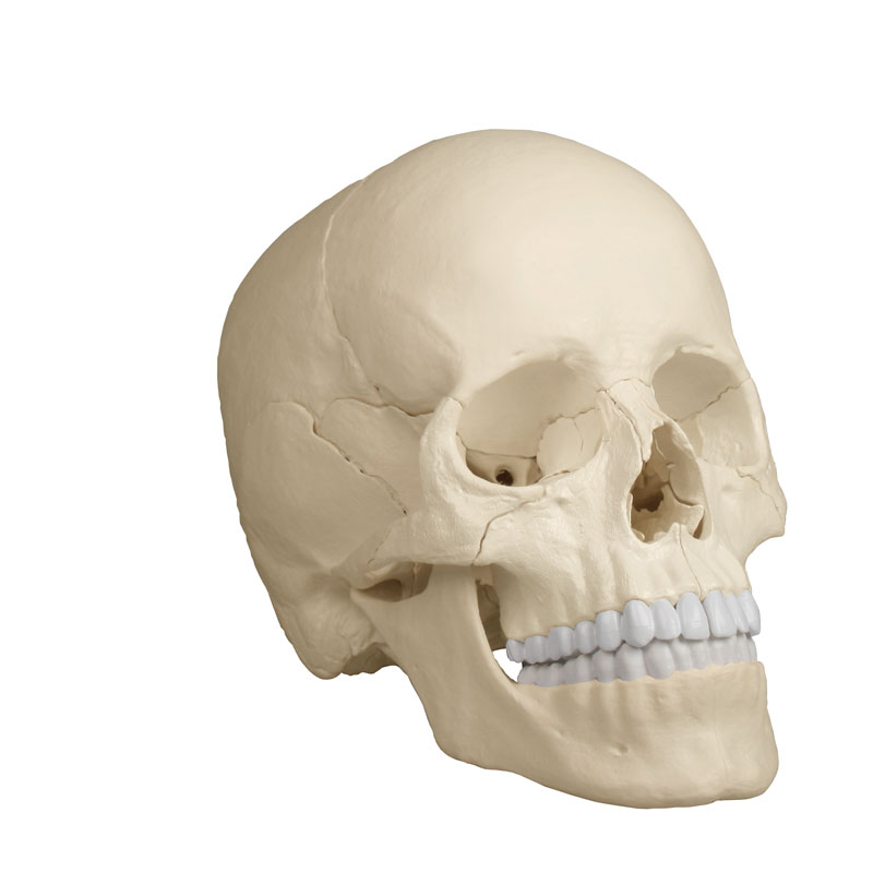 ERLERZIMMER Osteopathie-Schädel 22-teilig anatomische Version