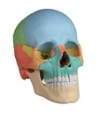 ERLERZIMMER Osteopathic Skull 22-part didactic version