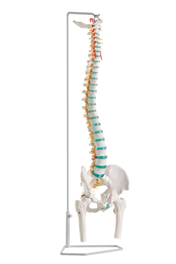 ERLERZIMMER Flexible Spine with Thigh Stumps 85 cm