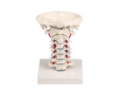 [21019-01] ERLERZIMMER Cervical Spine with Stand