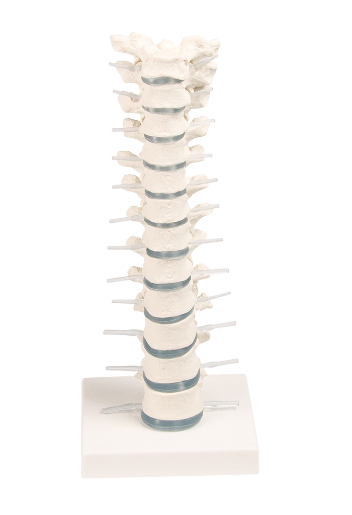 ERLERZIMMER Brustwirbelsäule mit Stativ