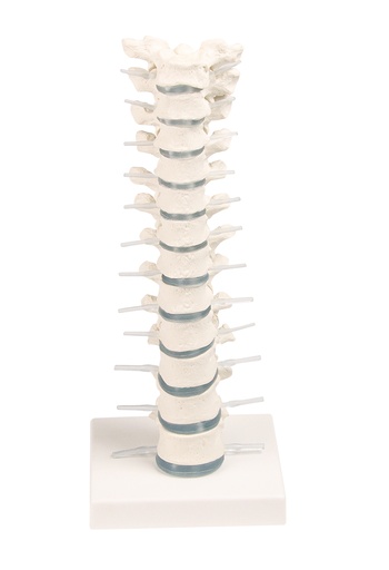 [21020-01] ERLERZIMMER Thoracic Spine with Stand