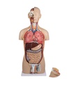 ERLERZIMMER Torso mit geöffnetem Rücken 27-teilig zweigeschlechtig
