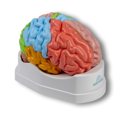 [21024-01] ERLERZIMMER Brain functional/regional 5-part, life-size
