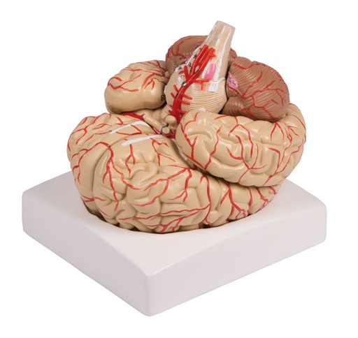 [21026-01] ERLERZIMMER Brain Model 9-part with Arteries