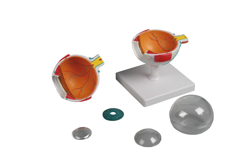 ERLERZIMMER Eye Model 4-times size 6-part